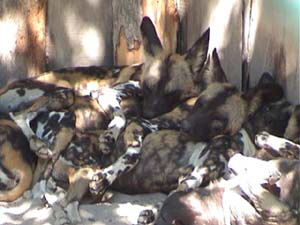 Wildhunde Afrika  Schlaf